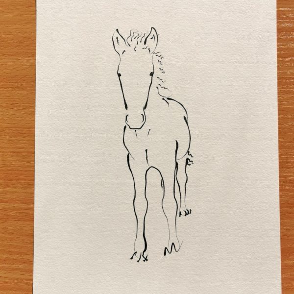 Tintenzeichung eines Islandpferds